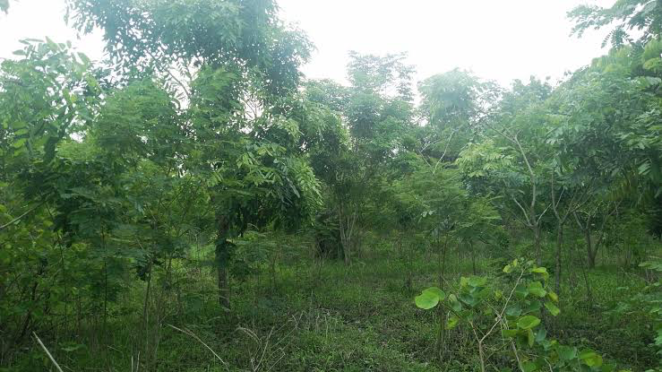Dégradation des forêts : le Togo veut restaurer 1,4 million d’hectares de terres dégradées d’ici 2030
