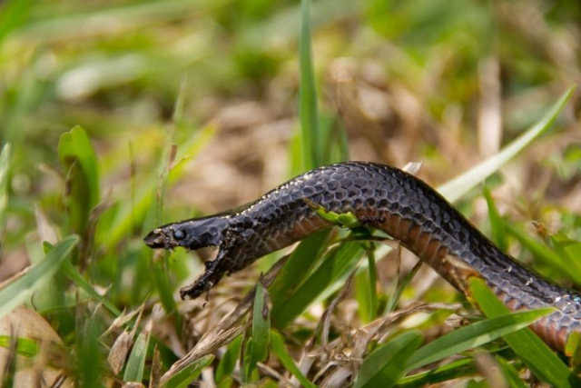 Togo : près de 18 000 cas de morsures de serpent recensés depuis 2020